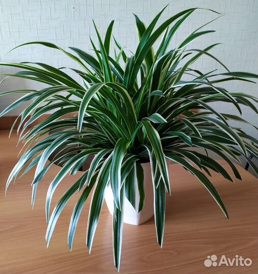 Хлорофитум Океан