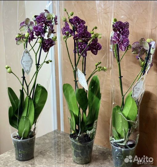 Орхидея фаленопсис дикий кот