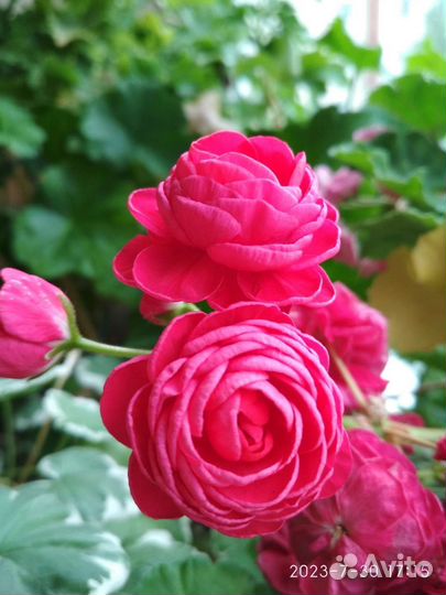 Пеларгонии