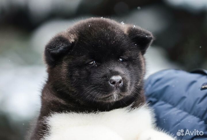 Шикарные девочки Американской акиты из питомника