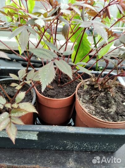 Цветы садовые