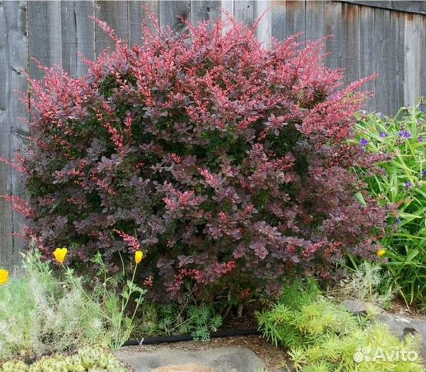 Барбарис куст