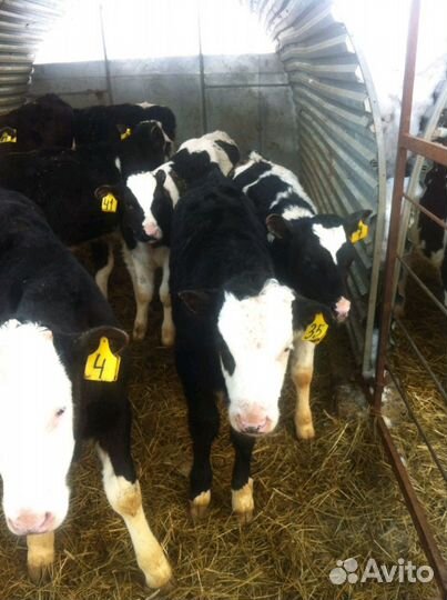 Бычки телята