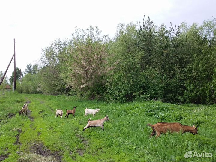 Козы и козлята продажа