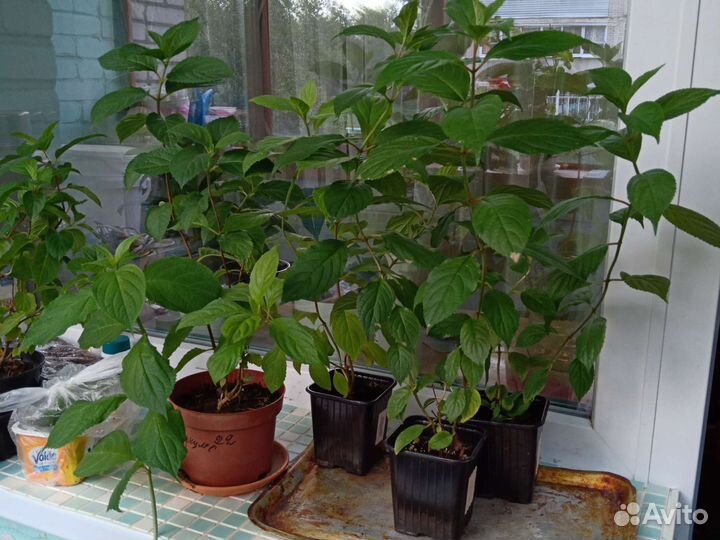 Гортензия саженцы