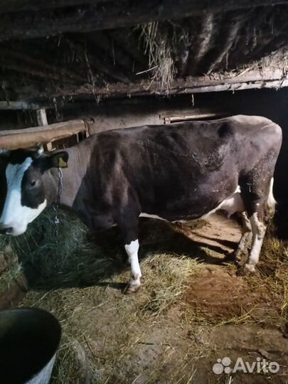 Корова дойная