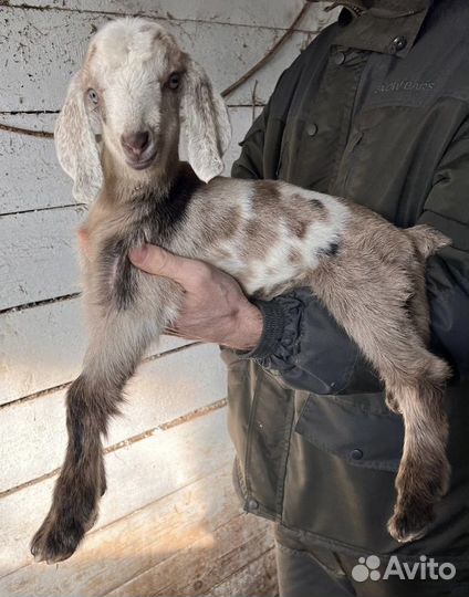 Козлята Нубийци Камори