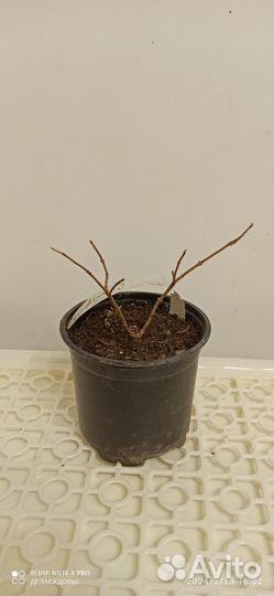 Гортензия Фрайз Мельба и другие