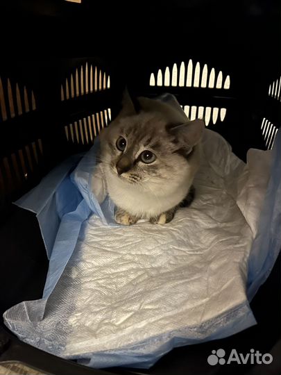 Тайская кошка