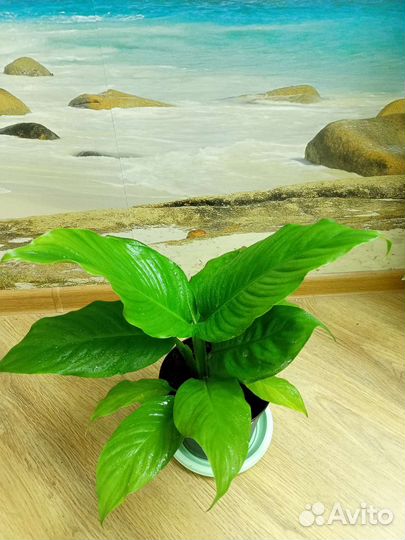 Отдам цветок при покупке комнатные растения