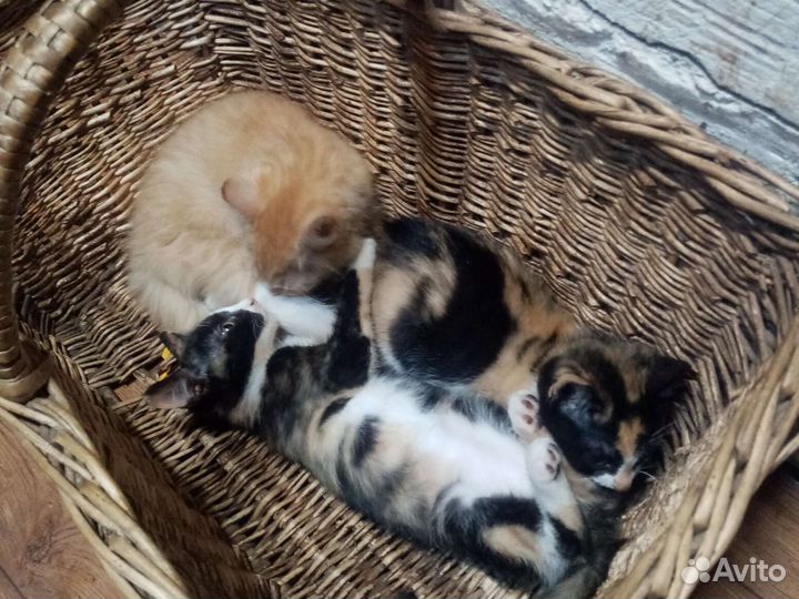 Котята в добрые руки