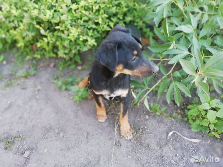 Щенки от небольшой собачки