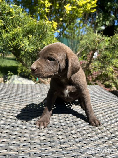 Щенки курцхаара