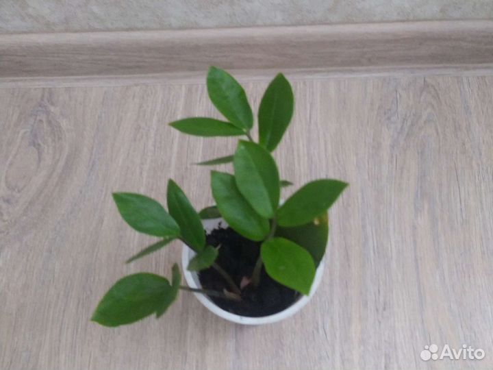 Замиоулькас (Долларовое дерево)