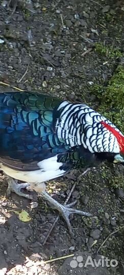 Декоративная птица