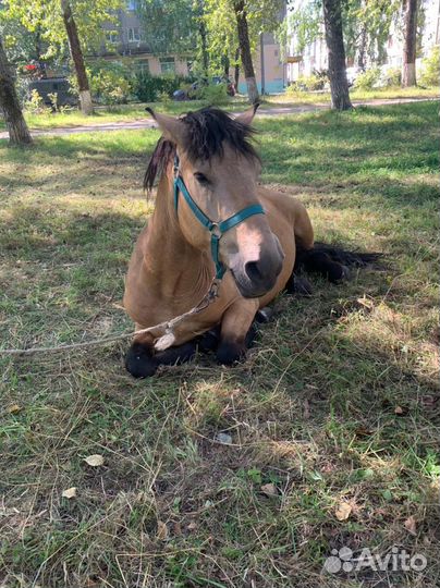 Клеппер, Мерин