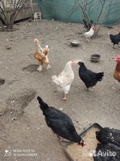 Инкубационные яйца кур несушек/цыплята