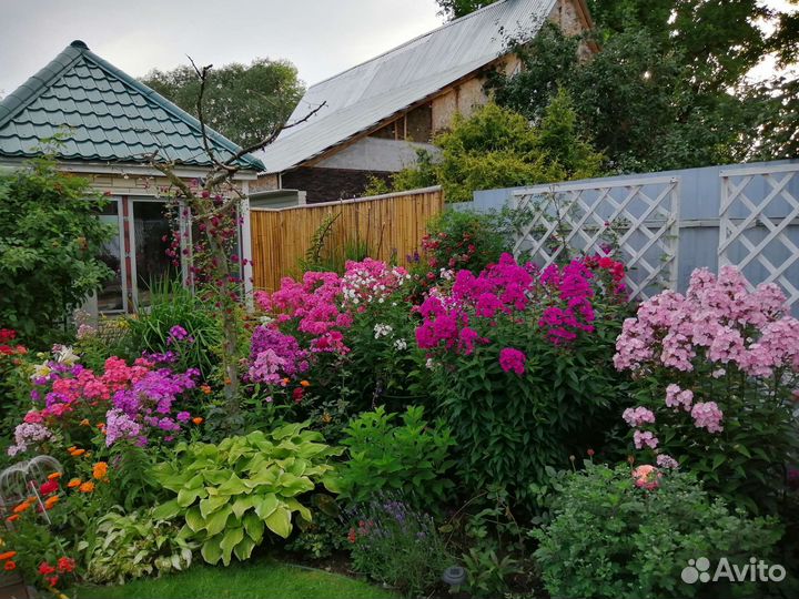 Флоксы сортовые