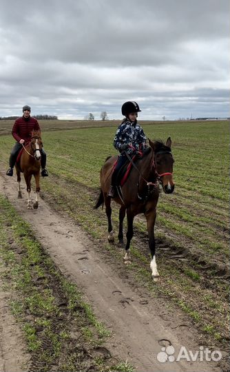 Конный спорт, тренировки, фотосессия, прогулки