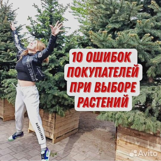 Ели елочка елка