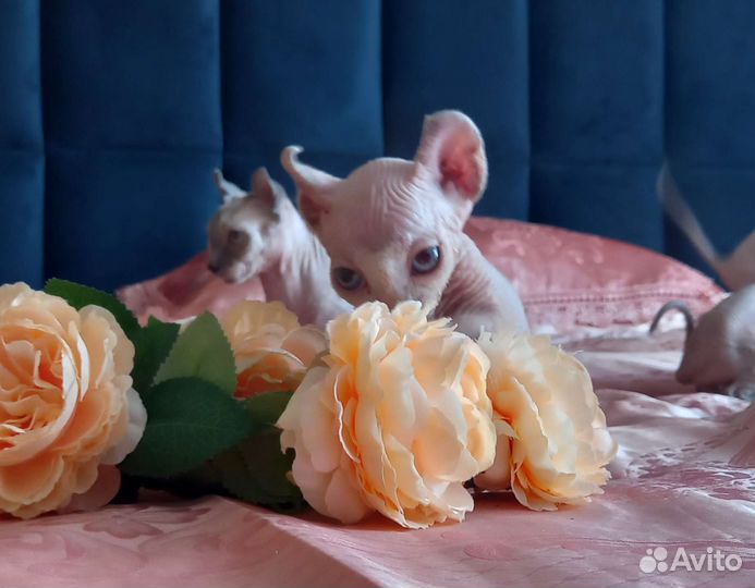 Котята сфинкс эльф