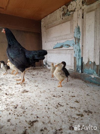 Бойцовая курица