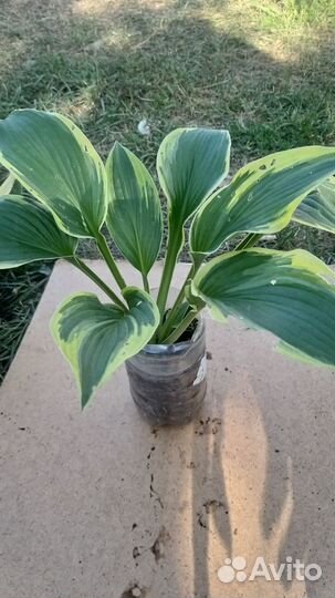 Многолетние растения