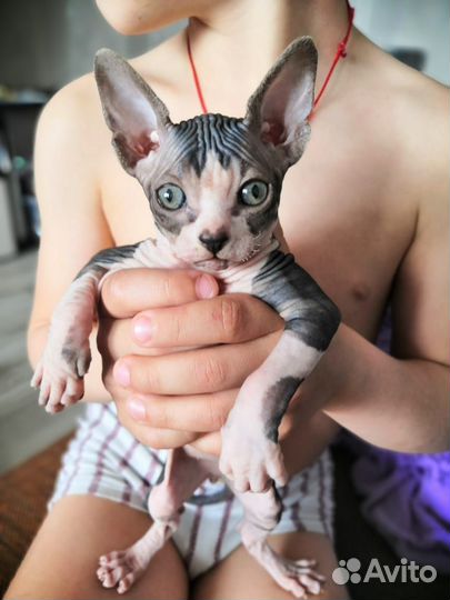 Канадский сфинкс