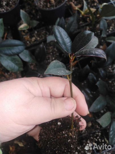 Рассада фикусов