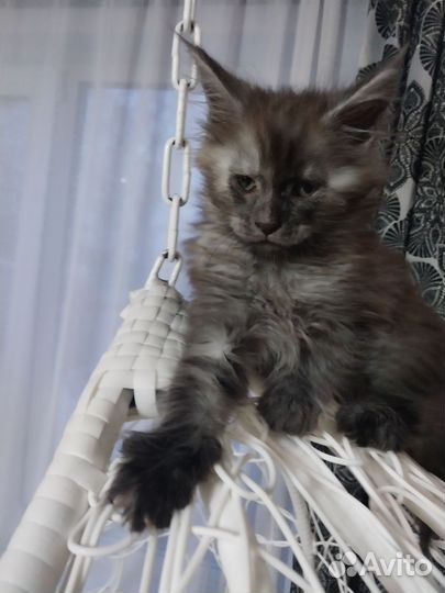 Котята мейн-кун