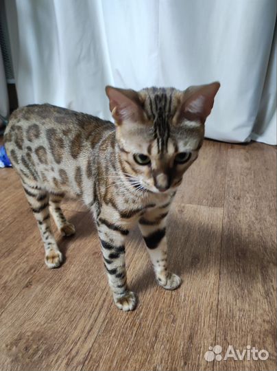Бенгальская кошка вязка