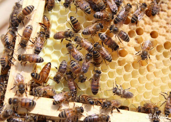 Пчелосемьи