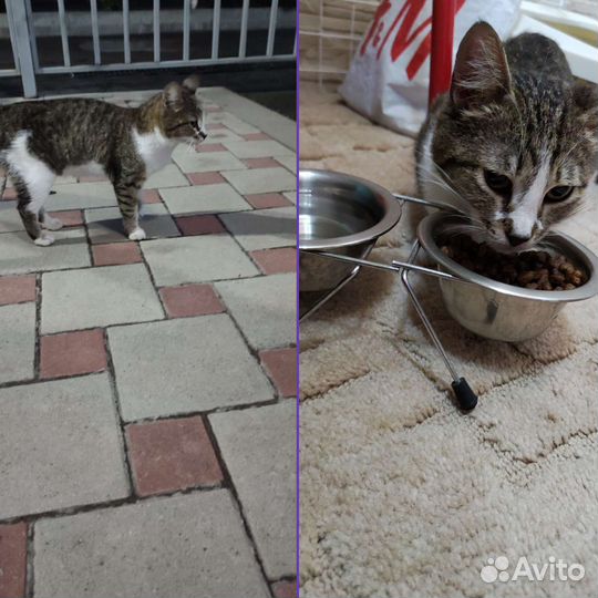 Кошка в дар бесплатно