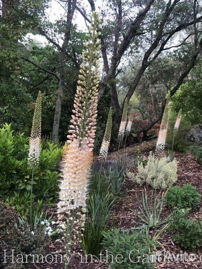 Эремурус гибридный