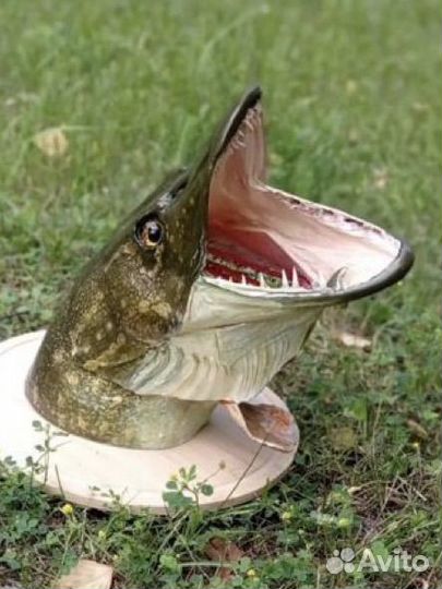 Чучело головы щуки