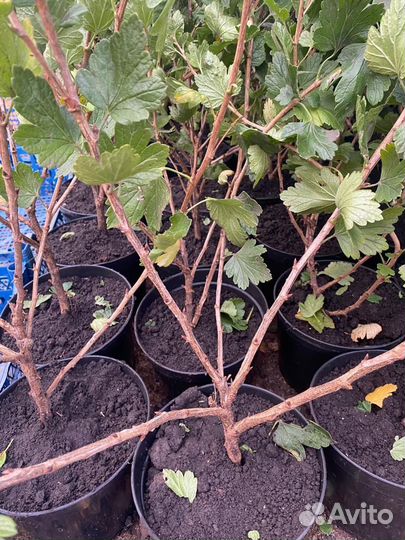 Саженцы крыжовника бесшипого