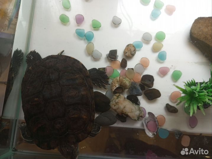 Красноухая черепаха бесплатно