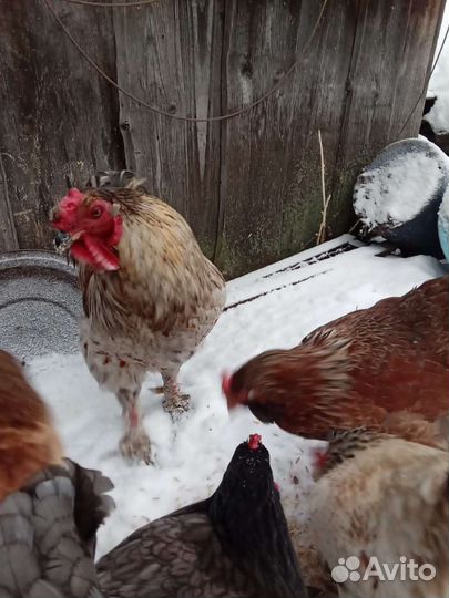 Инкубационное яйцо кур