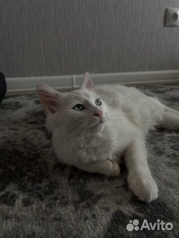 Белый котенок Мейн-кун