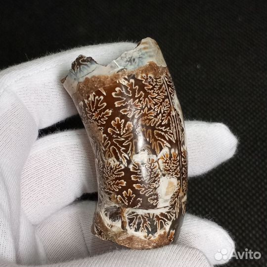 Аммонит гетероморфный