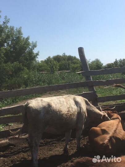 2 Коровы и 2 телки