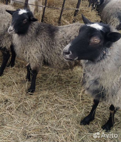 Овцы Бараны