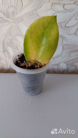 Замиокулькас