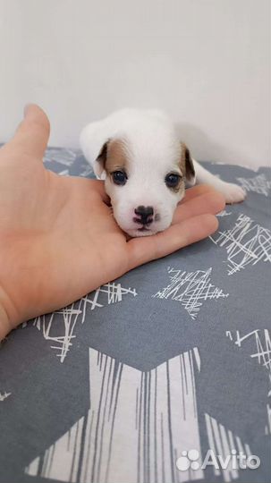 Щенки Рассел Парсон