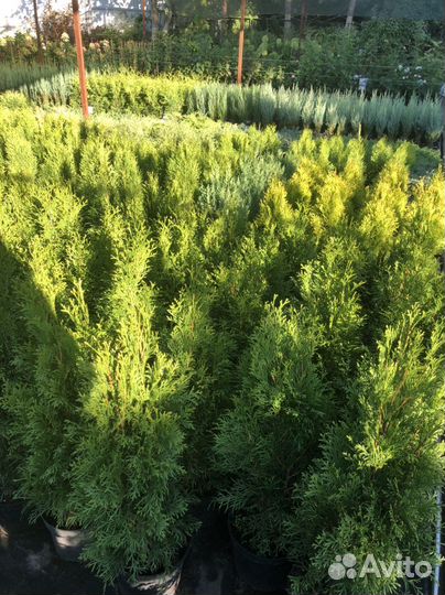 Туя Колумна. Туя Випкорд и другие. Растения