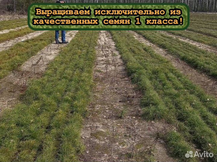 Сеянцы сосны и ели с окс для лесовосстановления