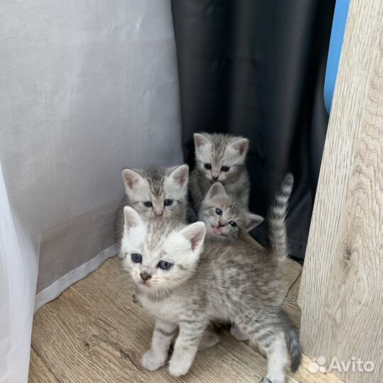 Британская