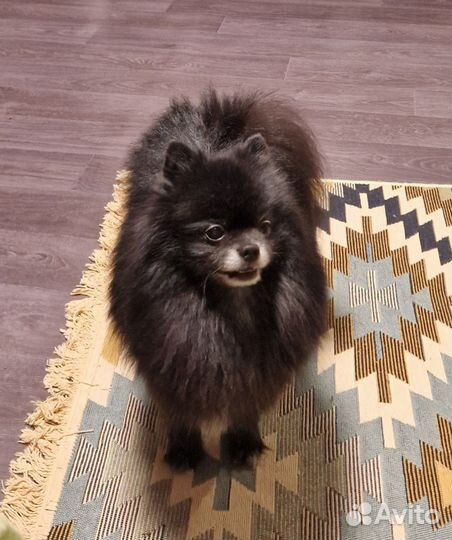 Щенки немецкого шпица