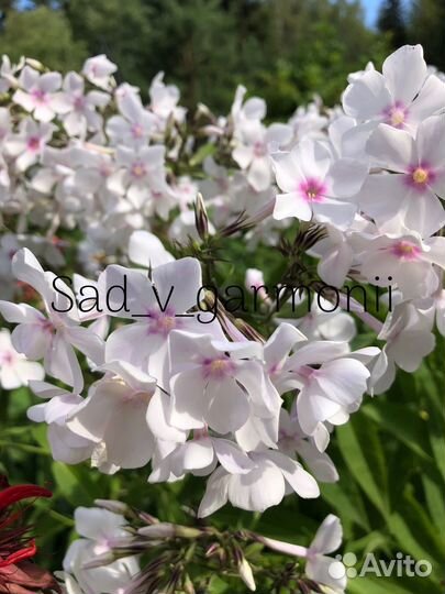 Саженцы Флоксов, каприфоль, гравилат