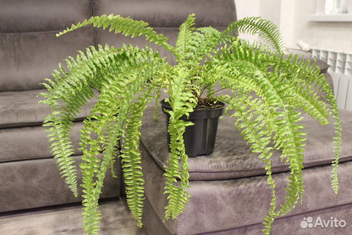 Папоротник нефролепис, пальма драцена-офисные раст